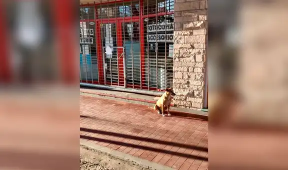Perrita sigue esperando a su dueña afuera de su negocio, sin saber que ella falleció hace varios días [VIDEO]