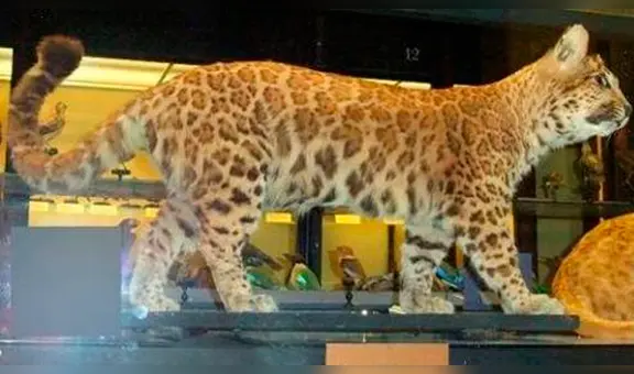 Puma y leopardo procrearon cría que se transformó en el felino más extraño del mundo [FOTOS] 