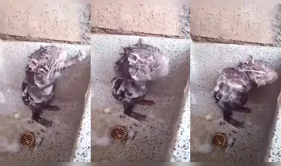 YouTube viral: La triste historia detrás del ratón que "se baña" como humano [VIDEO]