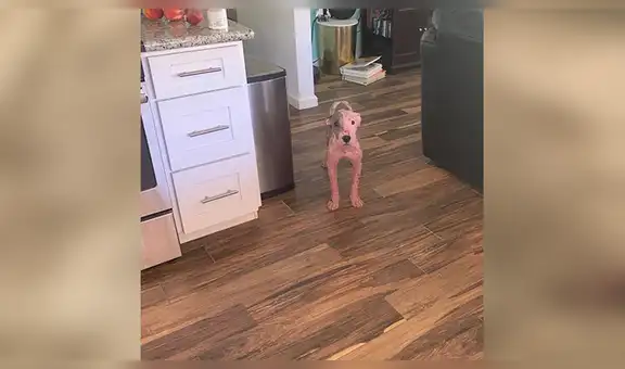 Perro fue enterrado vivo en una playa y es rescatado cuando estaba a punto de morir [VIDEO] 