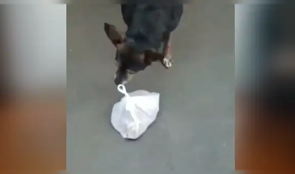 Facebook: ‘educado’ perro callejero pide comida en restaurante y se gana el corazón de miles [VIDEO]