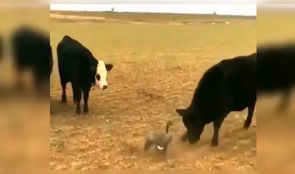 Pato y furiosas vacas protagonizan inesperado encuentro que se vuelve viral en redes [VIDEO]