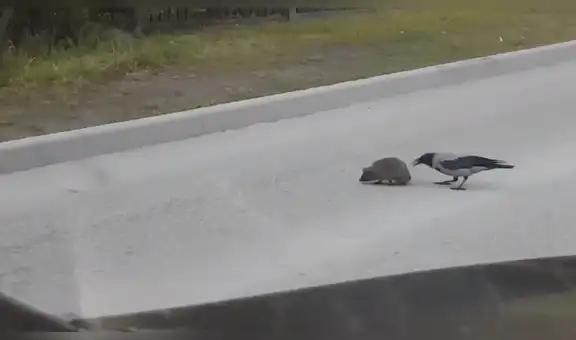 Captan curioso momento en que un cuervo ‘ayuda’ a erizo a cruzar una enorme autopista [VIDEO]