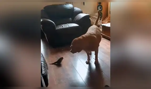 Facebook viral: loro se enfrenta a enorme perro y le enseña quién es el que manda [VIDEO] 