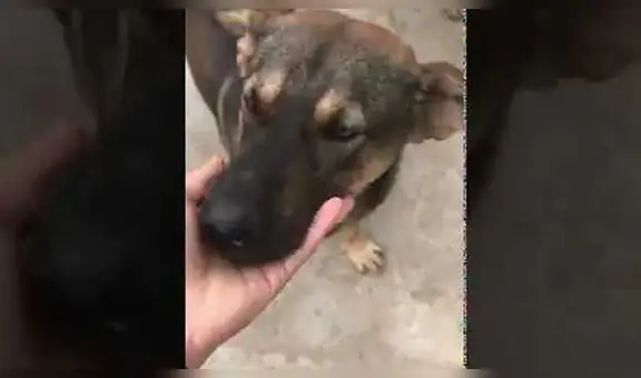 Conmovedor momento en que perro se reencuentro con su dueño luego de meses [VIDEO]