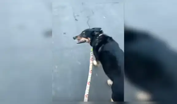 Joven saca pasear a su perro y este le lanza tiernas miradas para demostrarle su cariño [VIDEO] 