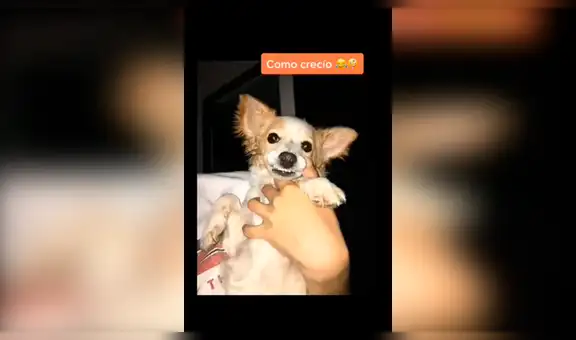 Pensó adoptar un french poodle, pero revela su verdadera raza tiempo después [VIDEO] 