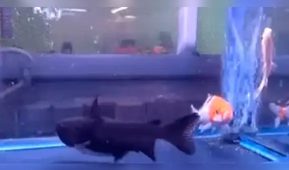 YouTube: el increíble momento en el que un pez se come a otro del mismo tamaño [VIDEOS]