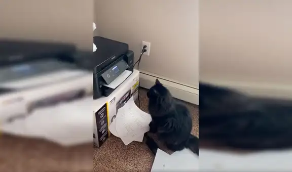 Gato intenta ‘ayudar’ a su dueño y se coloca frente a impresora para esperar por sus documentos [VIDEO] 