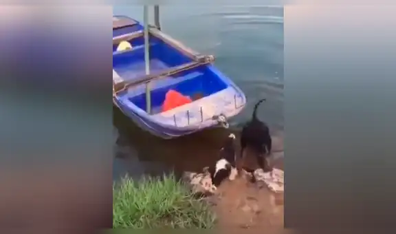 Perro ve a su ‘amigo’ en peligro y hace lo impensado para rescatarlo [VIDEO]