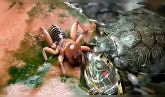 YouTube viral: tortuga se topa con misteriosa criatura y tiene feroz batalla que termina de forma trágica [VIDEO]