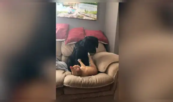 Hombre deja a su perro en compañía de su gato y al regresar los encuentra en tierna escena [VIDEO]  