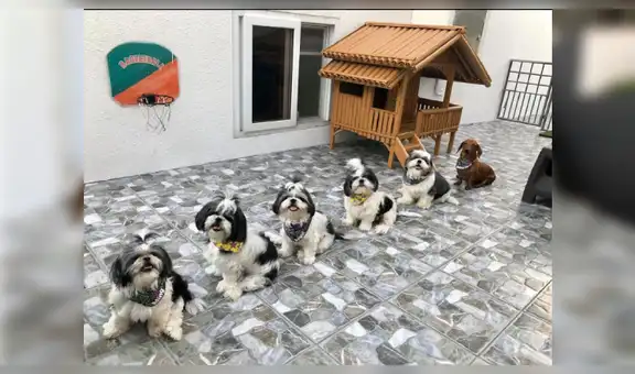 Cachorros acatan el distanciamiento social y hacen cola para recibir su comida [VIDEO]