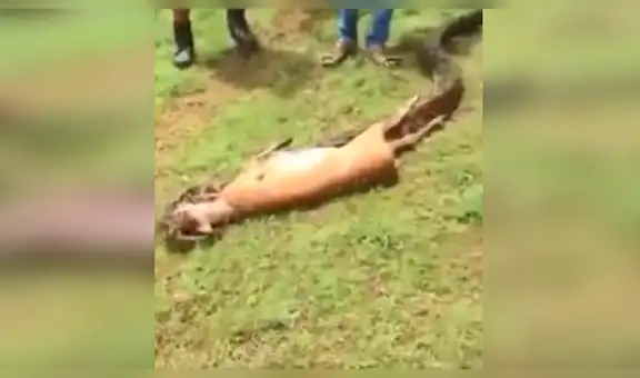 ¿Graban a serpiente abriendo sus mandíbulas para comer un ciervo en segundos? Aquí la verdad [VIDEO] 
