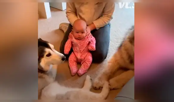 Perros ven por primera vez al bebé de sus dueños y tienen tierna reacción [VIDEO]