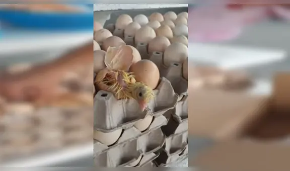 Polluelo sale de su cascarón en java de huevos que estaba a punto de venderse [VIDEO]