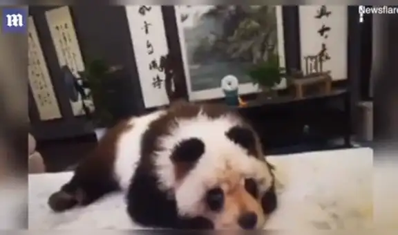 Pensaron que mujer paseaba a oso panda y se sorprendieron al descubrir la verdad [VIDEO]
