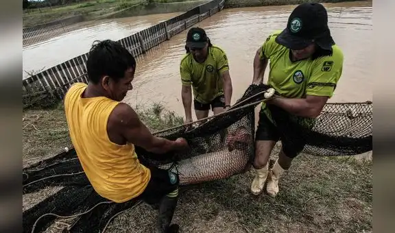 El paiche está de moda