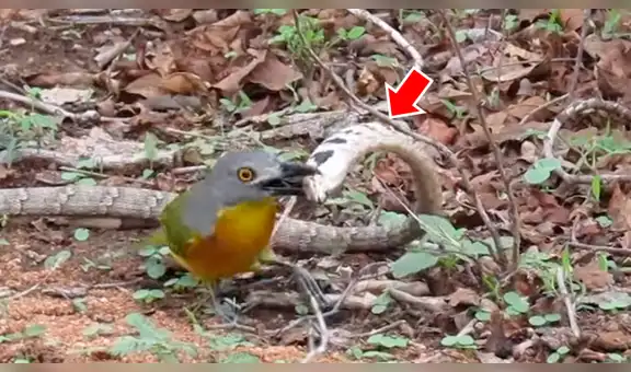 Serpiente finge su muerte para engañar a feroz madre pájaro y escapar de sus garras [VIDEO] 