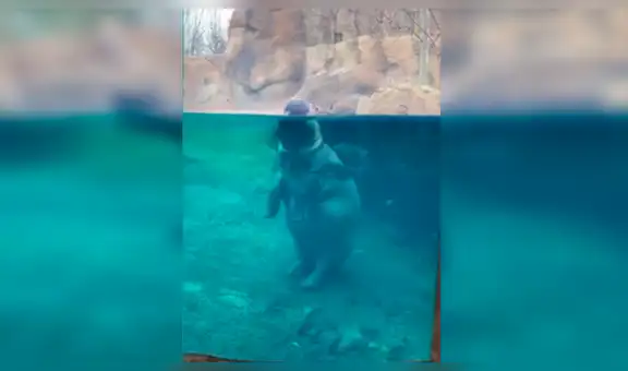 Cámara de seguridad capta el momento que hipopótamo camina en puntas dentro de estanque [VIDEO] 