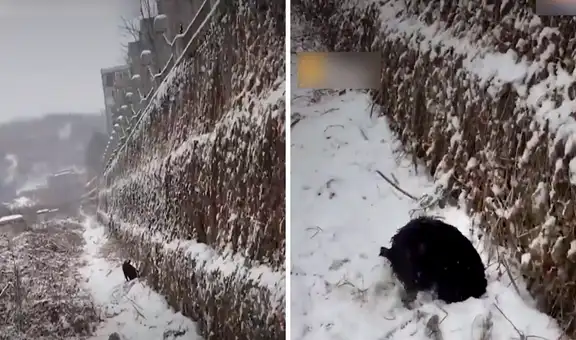 Perrito sin hogar que fue rescatado en medio de la nieve ahora está diferente 