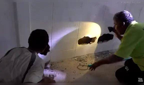 Encuentran serpiente pitón atascada entre dos paredes y sacan su cuerpo lleno de heridas [VIDEO] 