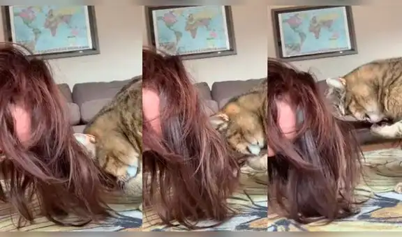 Gato intenta ‘lavar’ el cabello de su dueña y ambos protagonizan conmovedora escena [VIDEO]