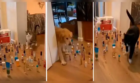 Joven crea divertida competencia para sus mascotas y estas asombran con sus destrezas [VIDEO] 