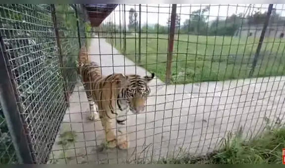 Mujer se reencuentra con tigres que crió de bebés y estos tienen una conmovedora reacción [VIDEO]