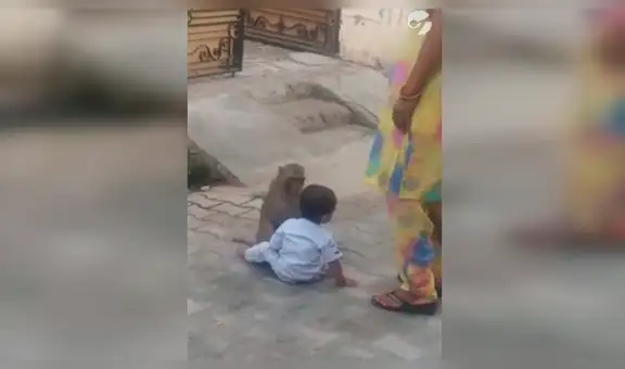Mono se encariña con niño, impide que la madre los separe y tiene emotiva reacción [VIDEO] 