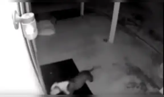 Mujer instala cámara de seguridad afuera de su casa y descubre por qué su perro amaneció golpeado [VIDEO]