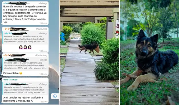Grupo de vecinos queda en shock al descubrir que perrita robaba sus alfombras