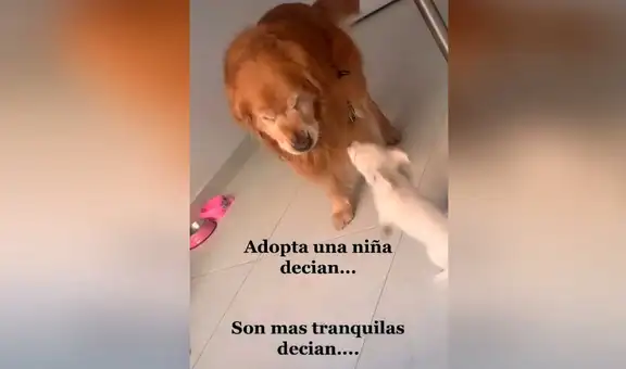 Perro conoce a la cachorra que adoptó su dueña y protagoniza curiosa escena