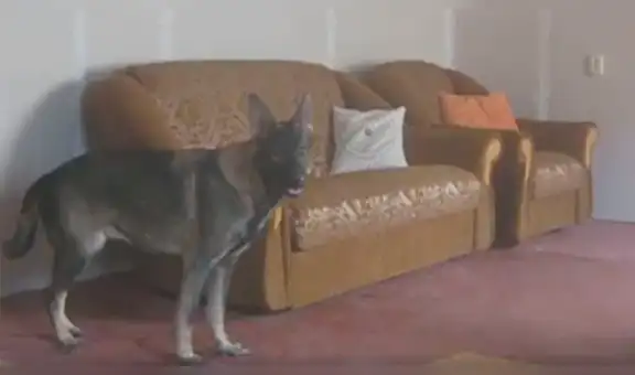 Tras quedarse solos en casa, perritos hacen una escena muy curiosa [VIDEO]