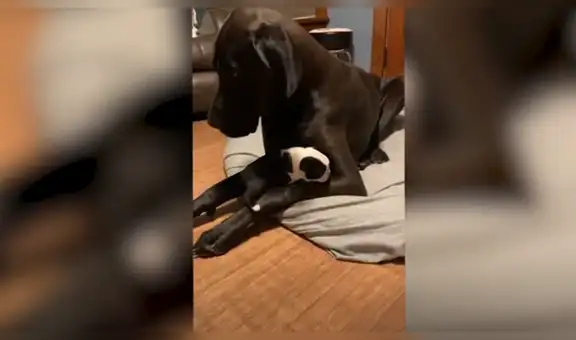 Perro tiene una curiosa reacción luego de conocer a la nueva mascota de su dueño [VIDEO]