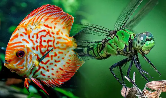 ¿Qué animales perciben el tiempo más rápido que los humanos?