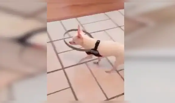 Perro ciego tenía miedo de caminar y su dueño le fabrica un collarín especial para ayudarlo [VIDEO] 