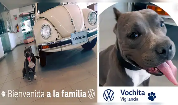 Perrita callejera es adoptada por empresa de autos tras caminar todos los días por su local [FOTOS] 