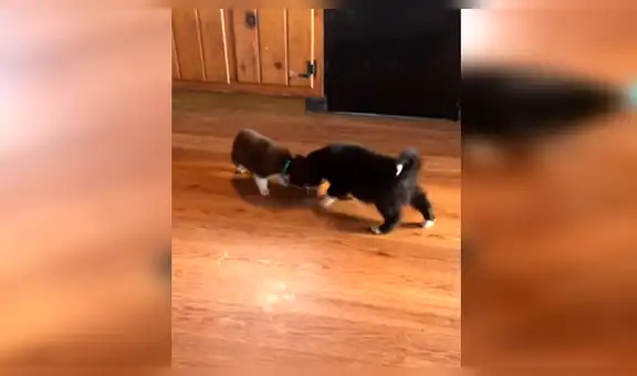 Perro bebé tiene furiosa reacción al ver que su dueña mimaba a sus hermanos [VIDEO]