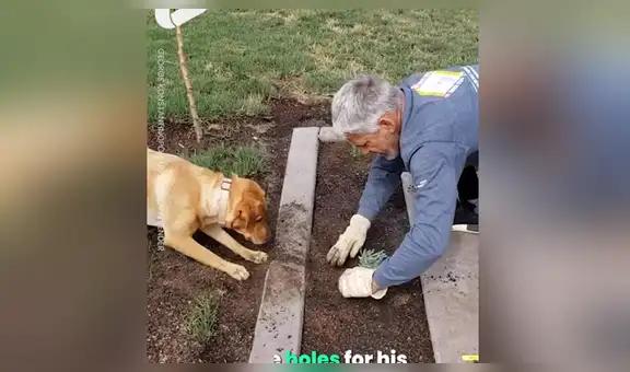 Perro sorprende con su habilidad para ayudar a su dueño a cavar en la tierra y plantar [VIDEO]
