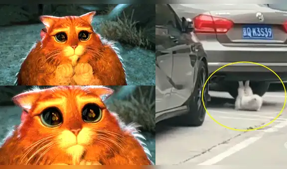 Facebook viral: gatito obeso es descubierto haciendo ejercicios para bajar de peso [VIDEO]