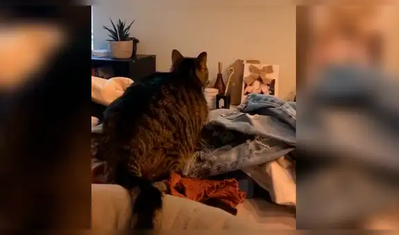 Mujer reproduce sonidos de la naturaleza en su televisor y su gato tiene inesperada reacción [VIDEO]