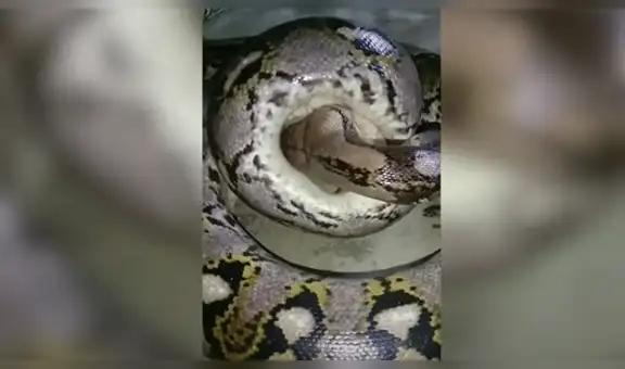 Gigantesca pitón abre sus mandíbulas para devorar unos pollos y escena aterra a todos [VIDEO]
