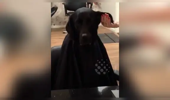 Perro tiene curiosa reacción cuando su ‘estilista’ le corta el pelo para Navidad [VIDEO]