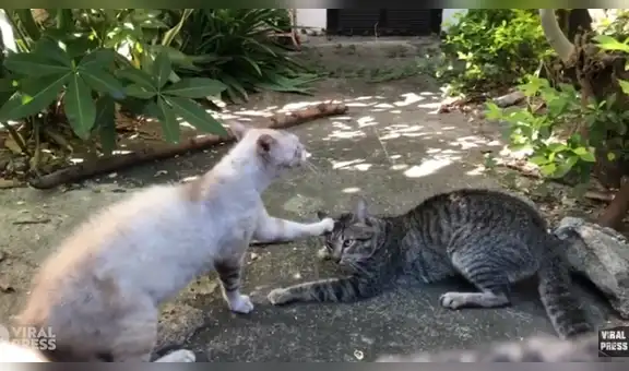 Gato enfurece con su ‘amada’ por escapar de casa ‘lo amenaza’ para que no lo vuelva hacer [VIDEO]