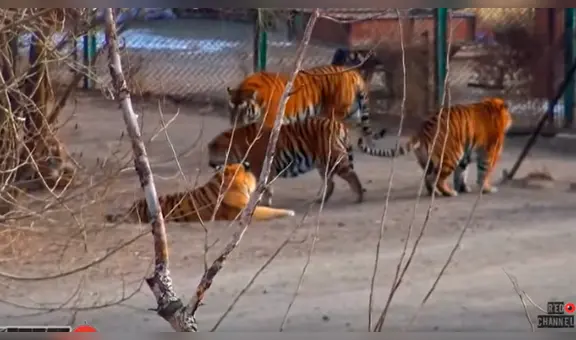 El tigre siberiano más grande del mundo desconcierta por su apariencia [VIDEO]