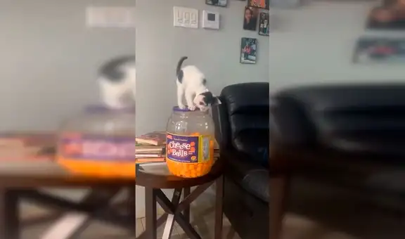 Deja a su pequeño gato solo en casa y al retornar lo descubre en plena travesura [VIDEO] 