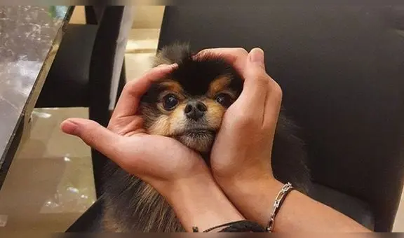 Yeontan: la tierna historia de la mascota de Taehyung de BTS