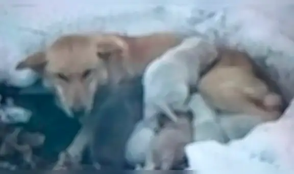 Perrita y sus crías quedan atrapados en la nieve y son rescatados por transeúntes [VIDEO]