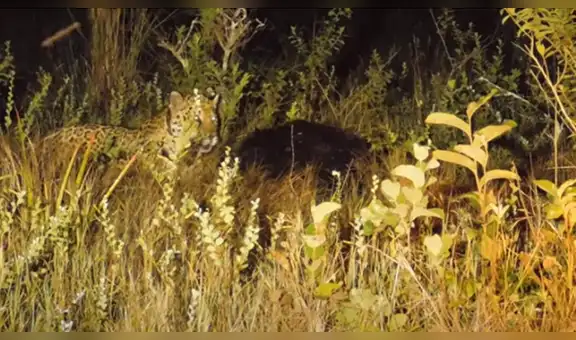 Hambriento jaguar se acerca a enorme oso para devorarlo sin imaginar que este lo ahuyentará en segundos [VIDEO]